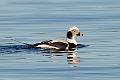 Havelle - Long-tailed Duck (Clangula hyemalis) male